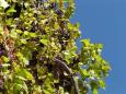Grapevine and azure sky, Roussillon