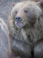 A bear at the city's Brengraben - heraldic mascot of Bern