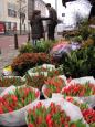 There are tulips in Holland, even in winter!