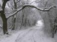 Hiking through snowy trails around Wassenaar