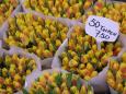 Yellow tulips in Amsterdam