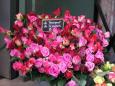 Roses at Montmartre