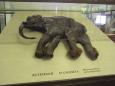 An intact 40,000 year old baby mammoth found preserved
in the frozen wastes of Siberia
