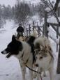 Setting off for the day on a husky safari