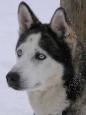 The piercing blue eyes of a husky