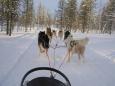 Sledding in the back country of Saariselk with our team of huskies